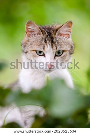 Portrait of a non-pedigree brown striped cat with a white muzzle in nature 