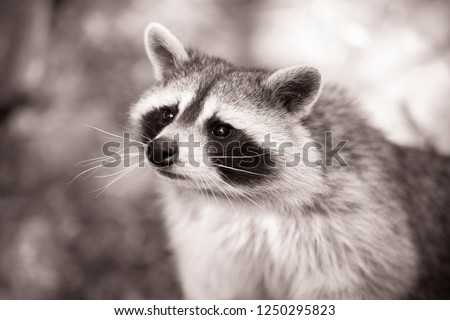 Die Raccoons Waschbär