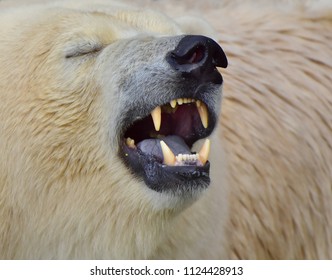 1,911 Polar bear teeth Images, Stock Photos & Vectors | Shutterstock