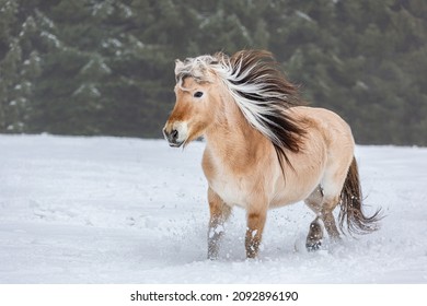 Portrait of a norwegian fjord horse galloping across a snowy paddock