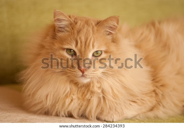 Portrait Norwegian Forest Cat Cream Color Stock Photo Edit Now