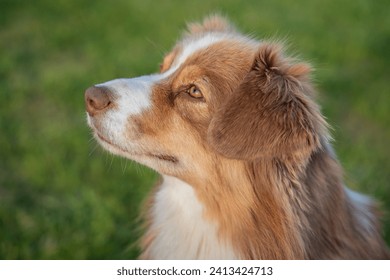Portrait of Nova Scotia Duck Tolling Retriever (Duck Toller).

