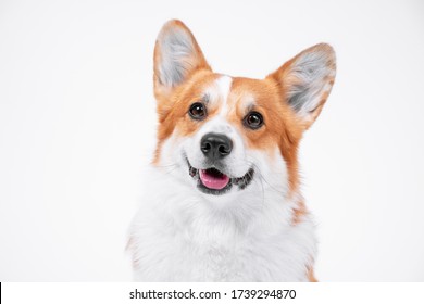 portrait obedient dog (puppy) breed welsh corgi pembroke smiling with tongue on a white background.