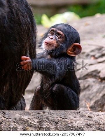 Portrait of an offspring chimpanzee looking up at her mother