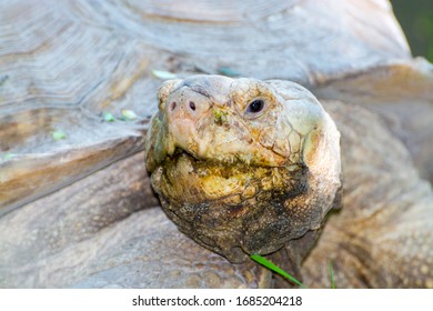 Portrait of an old African giant tortoise - Shutterstock ID 1685204218