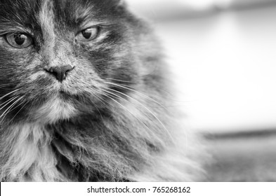 Portrait Of An Old Cat Looks So Serious