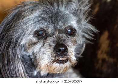 Portrait Of  Old Dog (shih Tzu) With Cataracts 