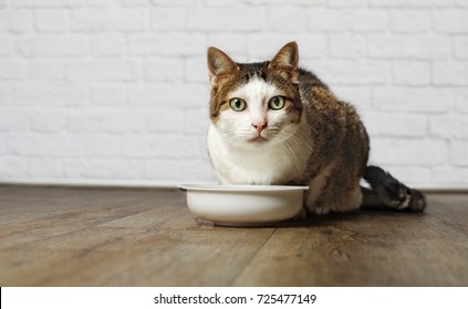 Portrait of a old domestic cat looking at the food bowl