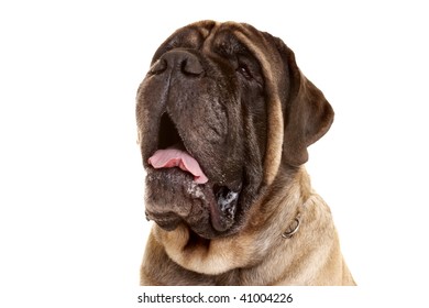 Portrait Of Old English Mastiff