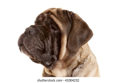 Portrait Of Old English Mastiff