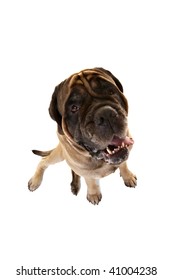 Portrait Of Old English Mastiff