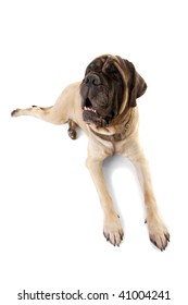 Portrait Of Old English Mastiff