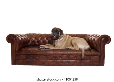 Portrait Of Old English Mastiff