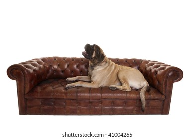 Portrait Of Old English Mastiff