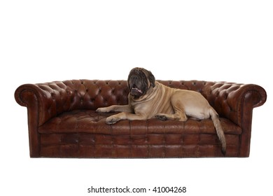 Portrait Of Old English Mastiff