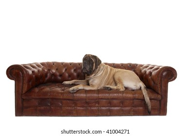 Portrait Of Old English Mastiff