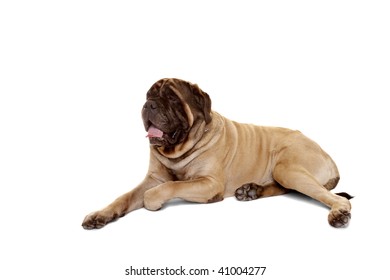 Portrait Of Old English Mastiff