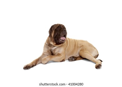 Portrait Of Old English Mastiff