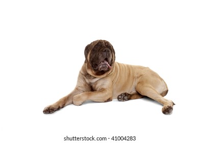 Portrait Of Old English Mastiff