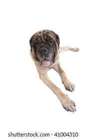 Portrait Of Old English Mastiff