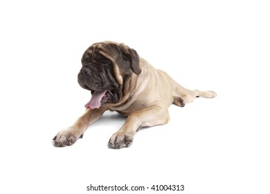 Portrait Of Old English Mastiff