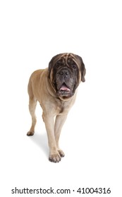 Portrait Of Old English Mastiff