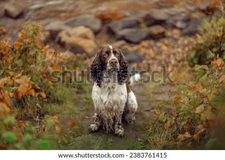 Portrait of an old english springer cocker spaniel dog in autumn outdoors