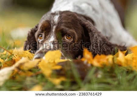 Portrait of an old english springer cocker spaniel dog in autumn outdoors