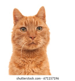 Portrait Of An Old Ginger Cat Against A White Background (1x1)