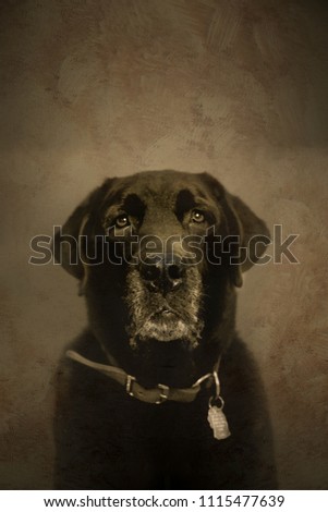 A portrait of an old labrador retriever processed to look like an old tintype.
