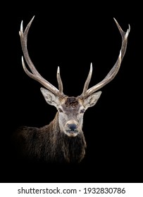 Portrait old red deer isolated on dark background