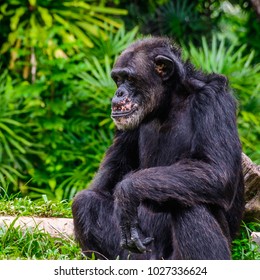 chimpanzee scientific name