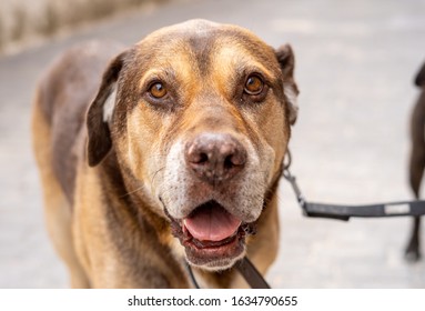 Portrait Of Old Sweet Big Dog Looking At His Owner In The Park. In Animal Lovers, Companionship And Dog Adoption.