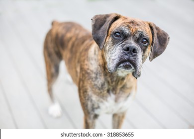 Portrait of an older brindle boxer dog