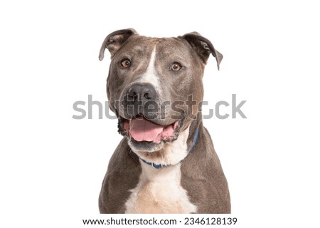 portrait of an older brown dog