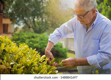 Portrait of an older caucasian man with glasses and shirt pruning a bush in his garden on a sunny day with sun flare. - Powered by Shutterstock