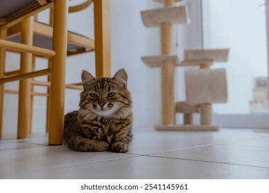 Portrait of one beautiful calico cat that lies next to the kitchen table and chair with a pensive look to the side on the tiled floor in the kitchen on a summer day, close-up view from below - Powered by Shutterstock