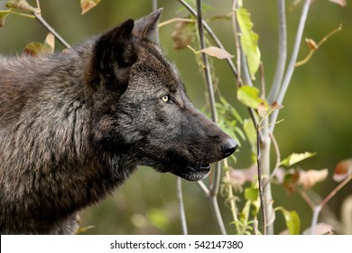 Portrait of one black wolf with bushes for background