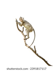 Portrait, one brown monkey or Macaca in forest park climb on branch and is enjoying and making eye contact. Material for creative idea. Isolated on white background with clipping path and transparent