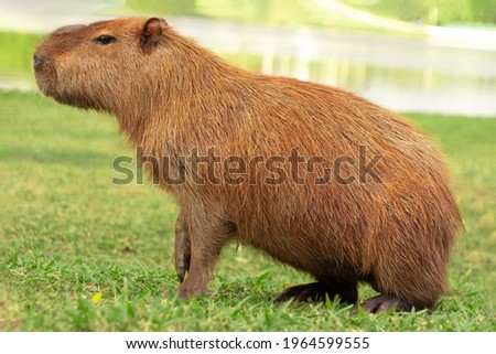 Portrait of one capybara, probably bothered with the photographer, getting up from the grass to pic up the kids and go home, since their afternoon in the park is already ruined