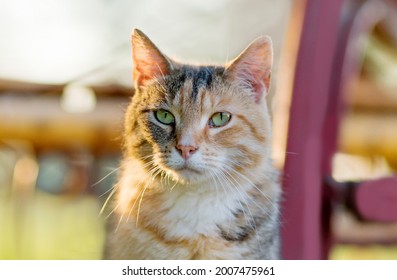 portrait of one caramel mixed breed cat with green eyes attentive looking to the camera in the park on a warm sunny day during golden hour, blurred background, negative space