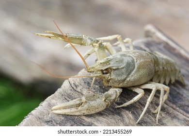 Portrait Of One Crayfish, Top View, On A Lying Tree, With A Raised Claw.