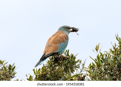 Portrait Of One European Roller In Kariega Game Reserve