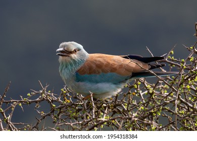 Portrait Of One European Roller In Kariega Game Reserve