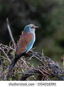 Portrait Of One European Roller In Kariega Game Reserve