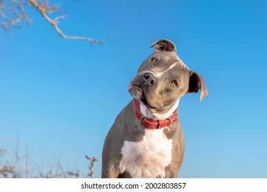 portrait of one gray pitbull dog wearing a red collar looking at the camera with a blue sky in the background
