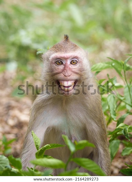 865 Eye Contact Monkey Images, Stock Photos & Vectors 