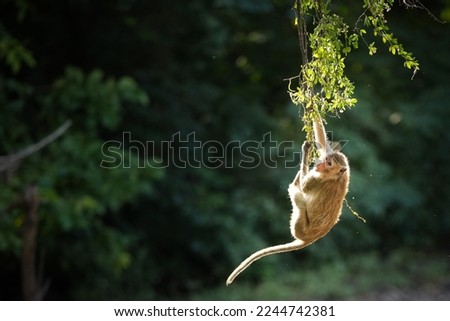 Portrait one monkey or Macaca is dangling, looking like Tarzan on a branch. It's cute, fun, about to fall from the tree. Khao Ngu Stone Park, Ratchaburi, Thailand. Free space for text input