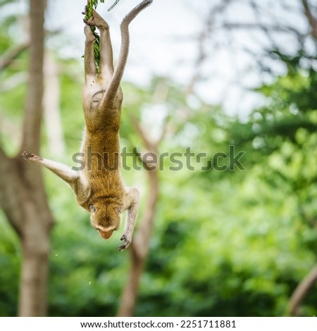 Portrait, one monkey or Macaca, its falls from a tree vertically of the Earth's gravity, acrobatic show, upside down and dangerous. Khao Ngu Stone Park, Ratchaburi, Thailand. Free space for text input
