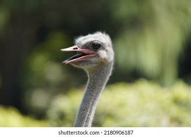 Portrait of one North African ostrich or red-necked ostrich (Struthio camelus camelus), also known as the Barbary ostrich, Struthionidae family.